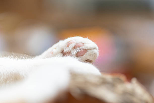 istock Cute paws of a sleeping cat 2223643193