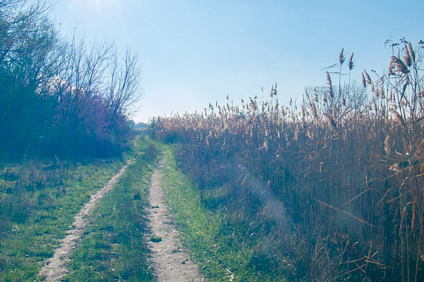 A dirt path winding through tall dry reeds and trees under a clear sky. Creates a late autumn or early winter atmosphere, conveying wild nature's calm.