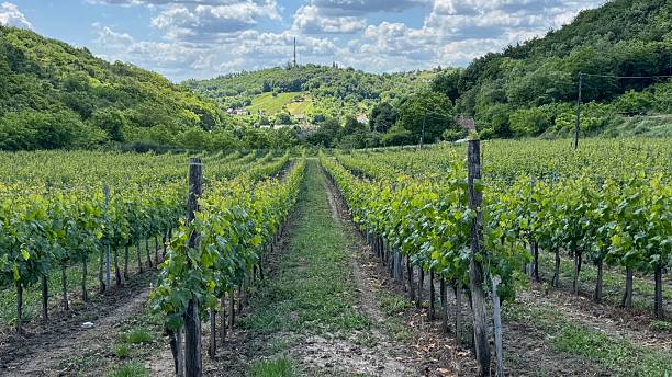 istock Vineyard in Hungarian countryside 2223645791