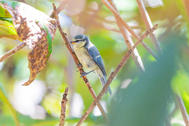 istock Great tit (Parus major) chick on the loquat tree, Barcelona's forests. 2223646272