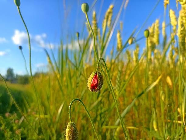 Closed poppy flower that has not bloomed yet