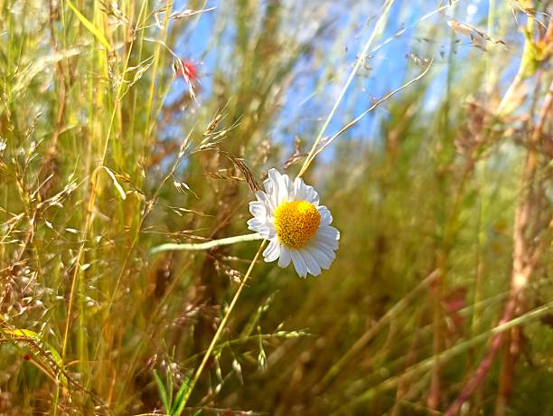 Matricaria chamomilla (synonym: Matricaria recutita), commonly known as chamomile (also spelled camomile), German chamomile, Hungarian chamomile (kamilla), wild chamomile