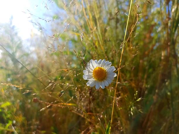 Matricaria chamomilla (synonym: Matricaria recutita), commonly known as chamomile (also spelled camomile), German chamomile, Hungarian chamomile (kamilla), wild chamomile