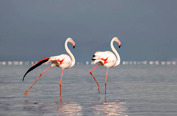 istock Premium Stock Photo: Two Elegant Flamingos Standing Side by Side Against a Blue Background 2223646898