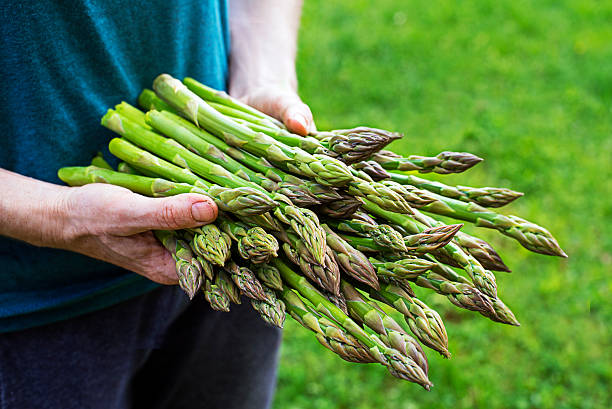 istock Freshly picked asparagus from home garden 2223647266