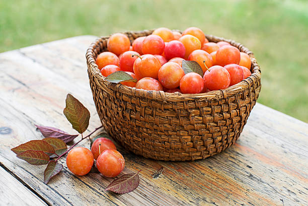 istock Freshly picked red plums  from home garden 2223647314