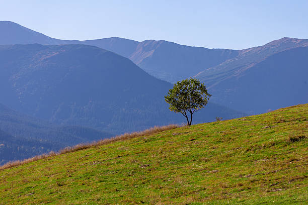 istock Serene Landscape Featuring a Lone Tree Against Majestic Mountain Backdrop Under Clear Blue Sky - A Perfect Scene of Nature's Tranquility and Beauty 2223649326