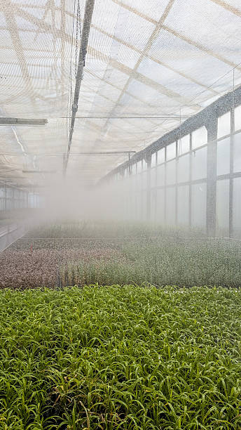 istock Automated misting system spraying water over verdant greenhouse plants, supporting optimal plant growth and agricultural productivity 2223649354