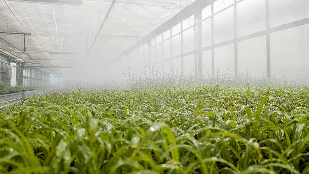 istock Greenhouse automated irrigation system nurturing young seedlings, ensuring optimal plant hydration and vigorous growth conditions 2223649395