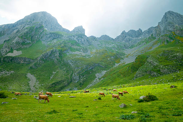 istock Cows grazing in green meadows surrounded by mountains 2223649711