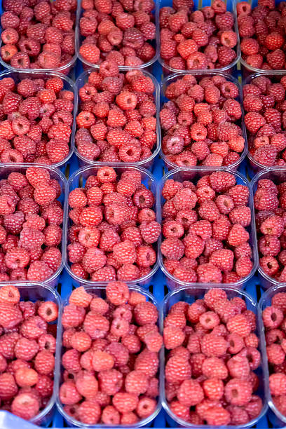 Raspberries in a plastic container.  Harvesting.