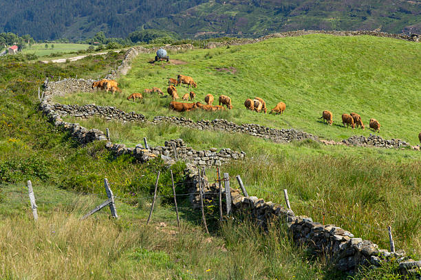 Cattle grazing on a hillside with stone walls and scenic countryside