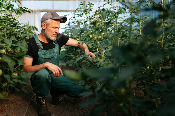 istock Farmer examining tomato plants growing in greenhouse 2223652075