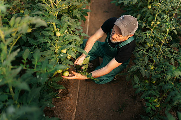 istock Farmer examining tomato plants with smartphone in greenhouse 2223652087