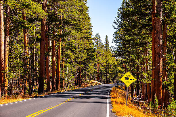 Wildlife road sign. The highway crosses Tioga Pass, mountain pass in the Sierra Nevada. Bright sunny day. The highway surrounded by evergreen spruce trees. California.