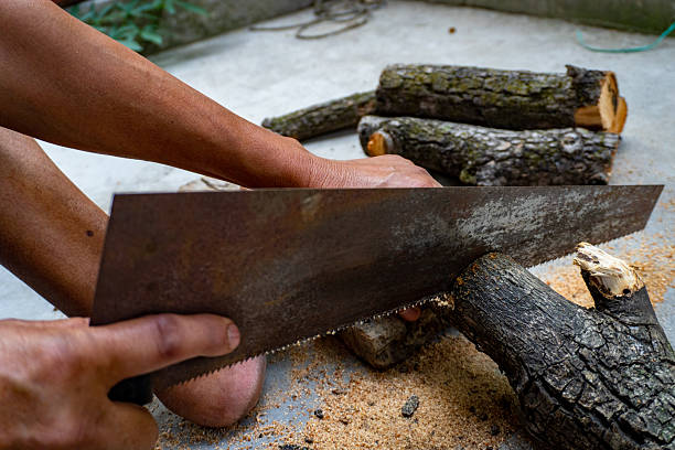 istock Manual Saw Cutting Firewood Logs in Indian Household Backyard 2223653384