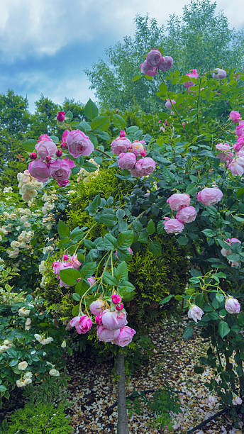 istock A Beautiful Display of Vibrant Pink Roses Surrounded by Lush Greenery Under a Lightly Clouded Sky That's Perfect for Garden Enthusiasts to Appreciate Nature's Beauty 2223653976