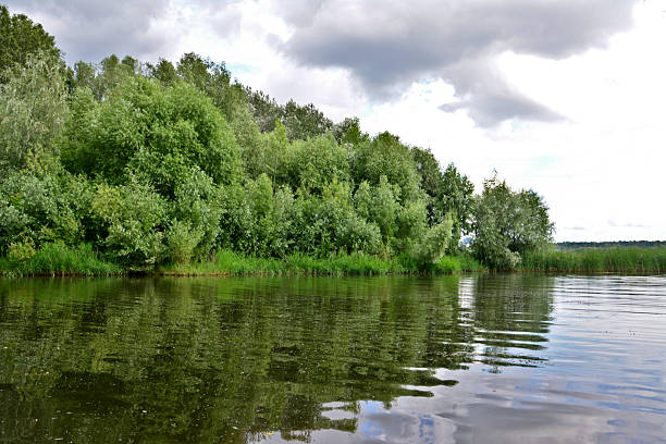 A forest on the shore of Lake Engure near flooded meadows
