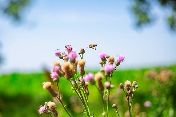Honey bee flying and collecting nectar from creeping thistle flower in bloom