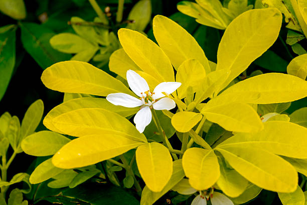 A close-up image of a flowering Mexican Orange plant (choisya ternata)