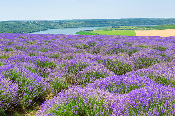 Lavender field in bloom with a river and cultivated fields in the background
