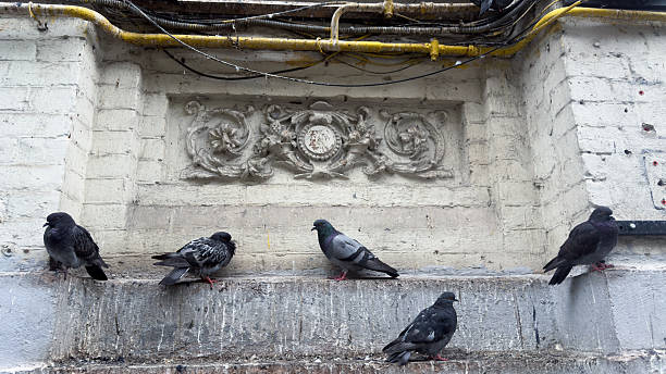 istock A Group of Pigeons Perched on a Concrete Ledge in Urban Setting with Ornate Architectural Features in Background 2223656619