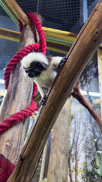 istock Curious Monkey Scaling a Tree: A Playful Encounter with Wildlife in a Naturalistic Setting of a Zoo Habitat 2223657310