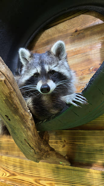 istock Charming Raccoon Peeking from a Tree Hollow, Emphasizing Its Mischievous Character and Captivating Features in a Natural Habitat Setting, Surrounded by Wooden Elements 2223657432