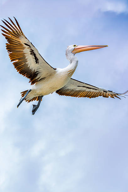 istock Low-angle view of brown pelican in flight 2223658018