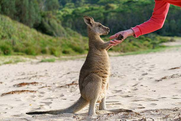 Young kangaroos are called Joeys and this scene is at a beach in Australia