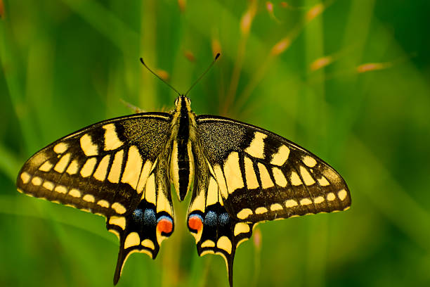 Scarce swallowtail butterfly (Iphiclides podalirius) isolated on white background, detailed close-up with striped wings and long tails.