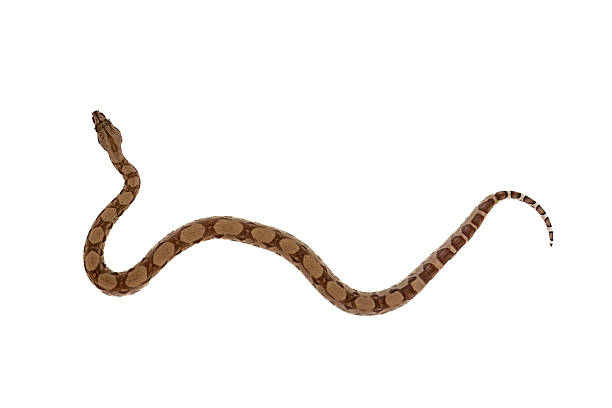 istock Young Boa Constrictor Slithering on White Background  Top View of Ghost Morph Snake 2223665603