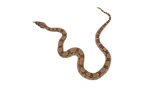 istock Young Ghost Boa Constrictor Slithering with Tongue Out on White Background  Top View 2223665604
