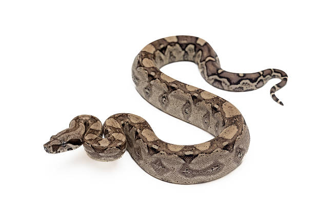 istock Young Anery Boa Constrictor (Boa Imperator) Isolated on White Background 2223665624