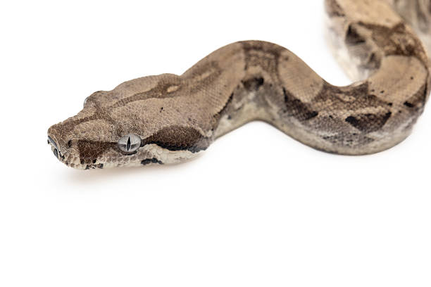 istock Close-up of young anery boa constrictor on white background 2223665630