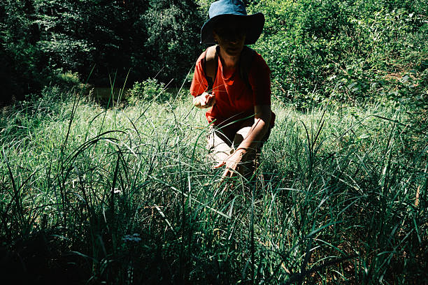 Woman is picking wild berries in summer forest