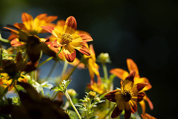 Closeup blooming yellow Bidens ferulifolia flower under natural daylight in garden