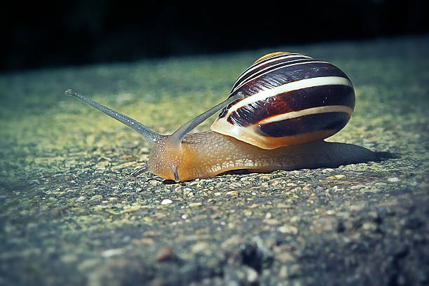 Cepaea hortensis Garden Banded Snail. Digitally Enhanced Photograph.