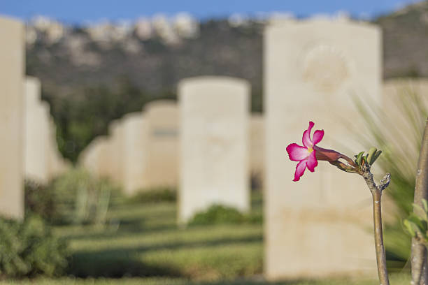 pink flower in an old war cmetery