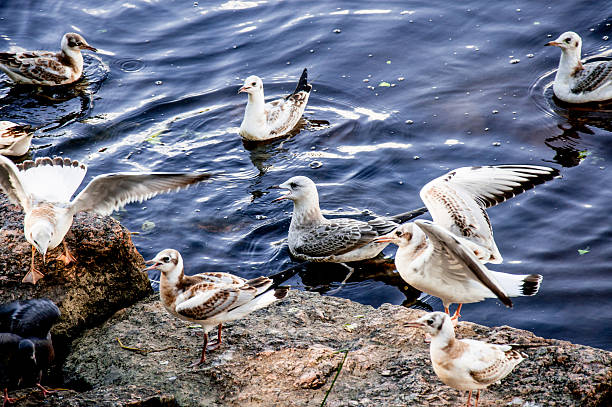 istock Seagull sitting next to water, seagulls in urban space, bright day 2223667086