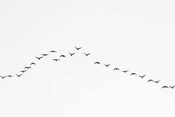 Birds cranes storks flying in a V shape  formation. Isolated on white bright sky.