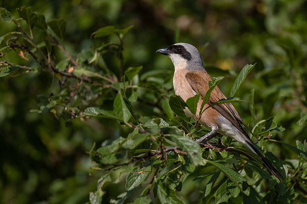Male red-backed shrike (Lanius collurio) perching in a hedge.