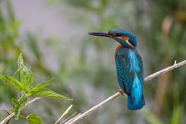 istock Young male common kingfisher (Alcedo atthis) 2223667381