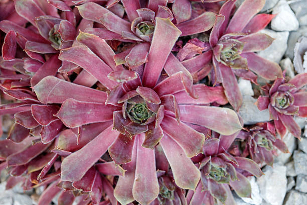 Overhead shot of multiple hen and chicks succulents with pinkish-red leaves and gray gravel background.