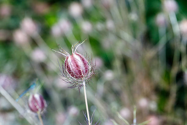 A close-up shows a single, closed, purplish-red Nigella seed pod with spiky bracts, standing out against a blurred background of similar plants.