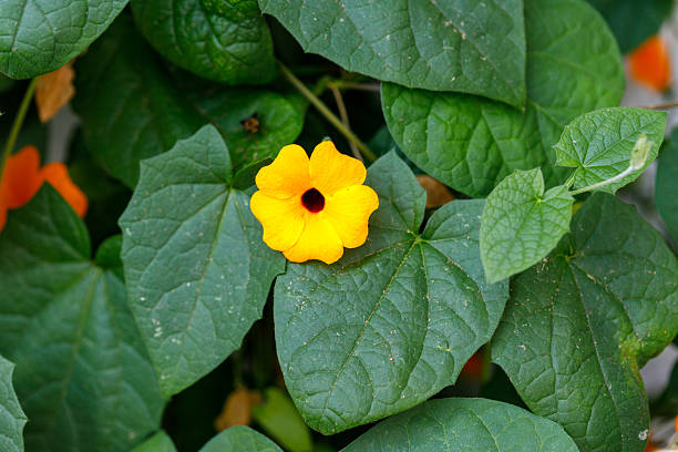 Black eyed Susan yellow flowers, uncultured close up