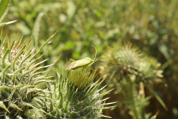A colorful katydid nymph on a white inflorescence