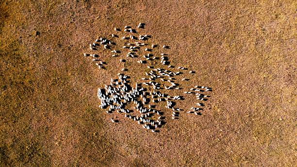 istock Flock of sheep from drone perspective 2223671191