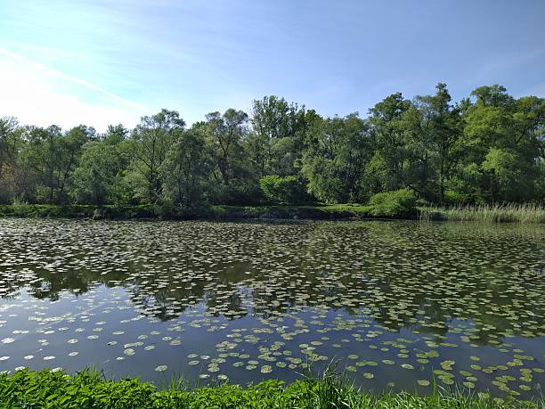 istock Lily Pad Covered Lake in a Forest 2223675417