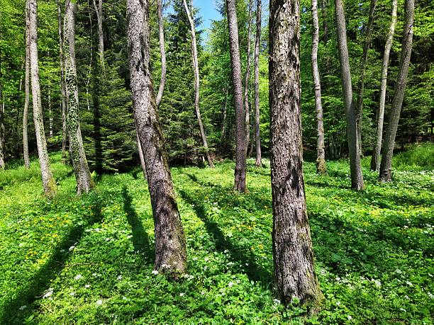 A vibrant view inside a sunlit forest, showcasing the striking contrast between the textured bark of numerous tall tree trunks and the dense, bright green undergrowth dotted with delicate wildflowers. This image captures the rich biodiversity and natural splendor of a healthy woodland.